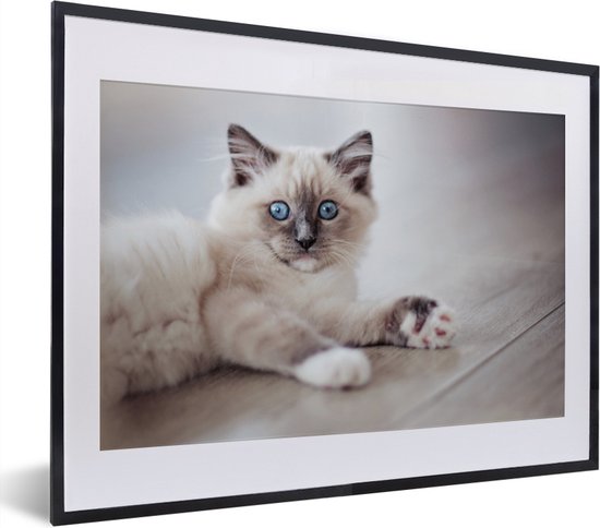 Photo en cadre - Un chaton Ragdoll est allongé sur le sol Cadre photo noir avec passe-partout blanc petit 40x30 cm - Affiche sous cadre (Décoration murale salon / chambre)