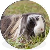 WallCircle - Wandcirkel - Muurcirkel - Langharige cavia - Aluminium - Dibond - ⌀ 30 cm - Binnen en Buiten