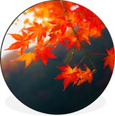 WallCircle - Wandcirkel - Muurcirkel - Herfstbladeren in Japan - Aluminium - Dibond - ⌀ 60 cm - Binnen en Buiten