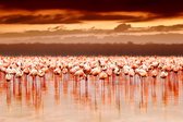 Flamingo island – 120cm x 80cm - Fotokunst op PlexiglasⓇ incl. certificaat & garantie.