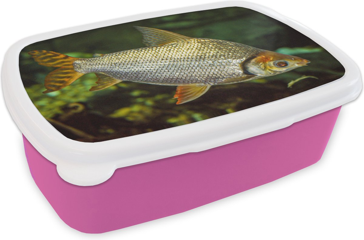 Broodtrommel Roze - Lunchbox - Brooddoos - Vis - Water - Plant - 18x12x6 cm - Kinderen - Meisje