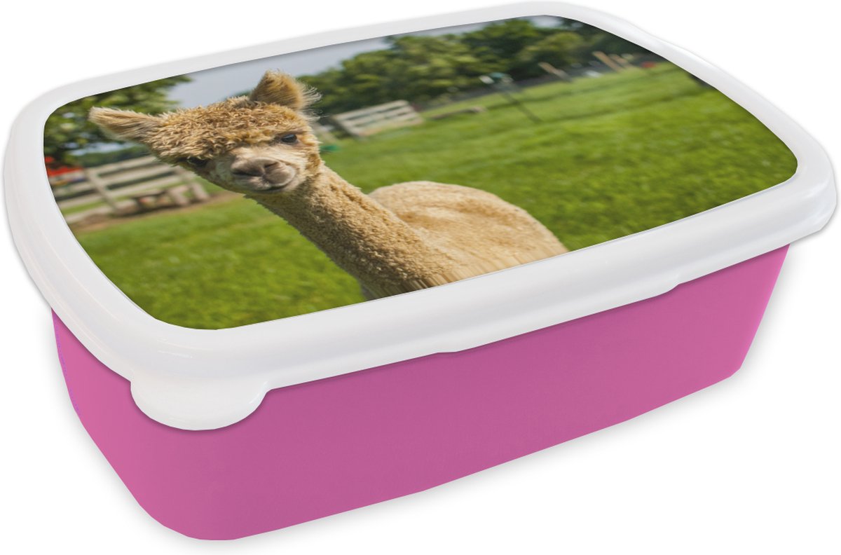 Broodtrommel Roze - Lunchbox - Brooddoos - Baby - Alpaca - Gras - 18x12x6 cm - Kinderen - Meisje