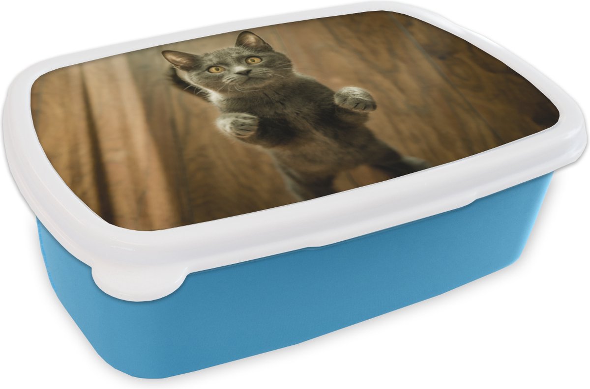 Broodtrommel Blauw - Lunchbox - Brooddoos - Katten - Vloer - Grijs - 18x12x6 cm - Kinderen - Jongen