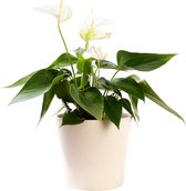 Plant in hydrocultuur systeem van Botanicly: Flamingoplant met weinig onderhoud – in crème kleurig hydrocultuur sierpot – Hoogte: 45 cm – Anthurium andr. white