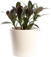 Plant in hydrocultuur systeem van Botanicly: Rubberboom met weinig onderhoud – in crème kleurig hydrocultuur sierpot – Hoogte: 25 cm – Ficus elastica Melanie Petite