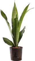 Plant in hydrocultuur systeem van Botanicly: Vrouwentongen met weinig onderhoud – Hoogte: 35 cm – Sansevieria trif. Moonshine