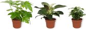 Set van 3 Kamerplanten - Philodendron White Wave & Fatsia Japonica & Coffea Arabica - ±  30cm hoog - 12cm diameter