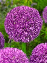 6x Allium 'Pinball wizard'  bloembollen met bloeigarantie