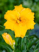 15x Daglelies 'Hemerocallis stella d'oro'  bloembollen met bloeigarantie