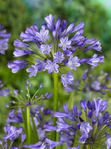 40x Afrikaanse lelie 'Agapanthus africanus dr. brouwer'  bloembollen met bloeigarantie