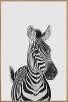 JUNIQE - Poster met kunststof lijst Zebra Classic -40x60 /Wit & Zwart