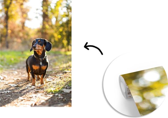 Un beau teckel dans la forêt papier peint photo vinyle largeur 190 cm x hauteur 280 cm - Tirage photo sur papier peint (disponible en 7 tailles)