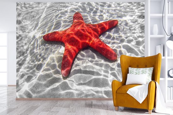 Papier peint Papier peint photo en vinyle - Une étoile de mer rouge est visible sous l'eau largeur 295 cm x hauteur 220 cm - Tirage photo sur papier peint (disponible en 7 tailles) / Mer et plage