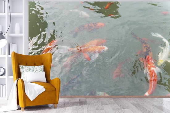 Papier peint Papier peint photo en vinyle - Un groupe de carpes koï dans un étang largeur 330 cm x hauteur 220 cm - Tirage photo sur papier peint (disponible en 7 tailles)