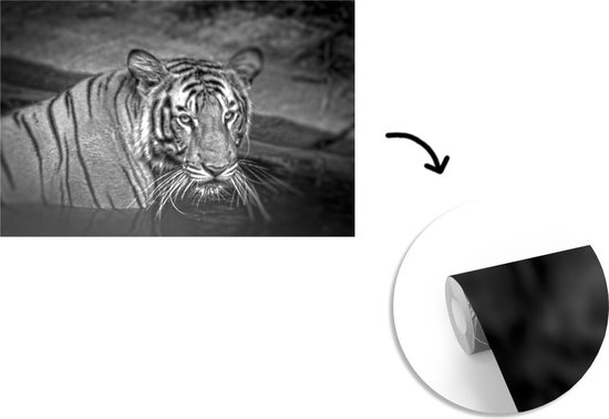Papier peint photo peint photo vinyle - Tigre dans l'eau largeur 600 cm x hauteur 400 cm - Tirage photo sur papier peint (disponible en 7 tailles)