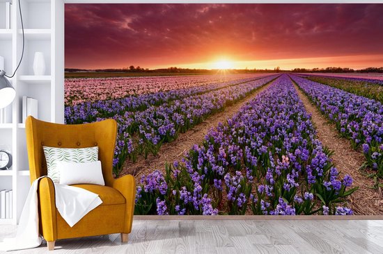 Papier peint photo peint vinyle - Jacinthes en paysage néerlandais largeur 330 cm x hauteur 220 cm - Tirage photo sur papier peint (disponible en 7 tailles)