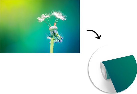 Papier peint photo peint photo vinyle - Pissenlit avec quelques graines largeur 525 cm x hauteur 350 cm - Tirage photo sur papier peint (disponible en 7 tailles)