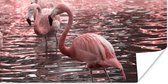 Poster Een groep flamingo's staat in het water - 80x40 cm