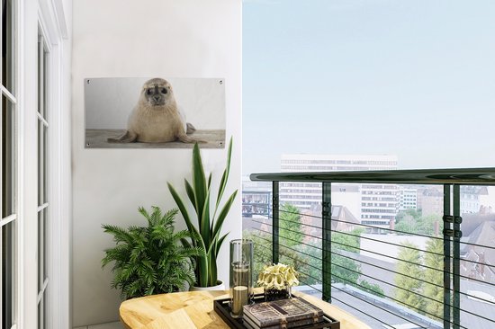 Affiche de jardin Phoque - Animaux - Enfant - Garçons - Filles - Enfants - 60x30 cm - Toile jardin - Affiche extérieure