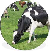 WallCircle - Cercle Mural - Cercle Mural - Vaches - Animaux - Herbe - Soleil - Aluminium - Dibond - 90x90 cm - Intérieur et Extérieur