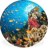 Cercle mural - Cercle mural - Corail avec poisson - Aluminium - ⌀ 30 cm - Intérieur et Extérieur