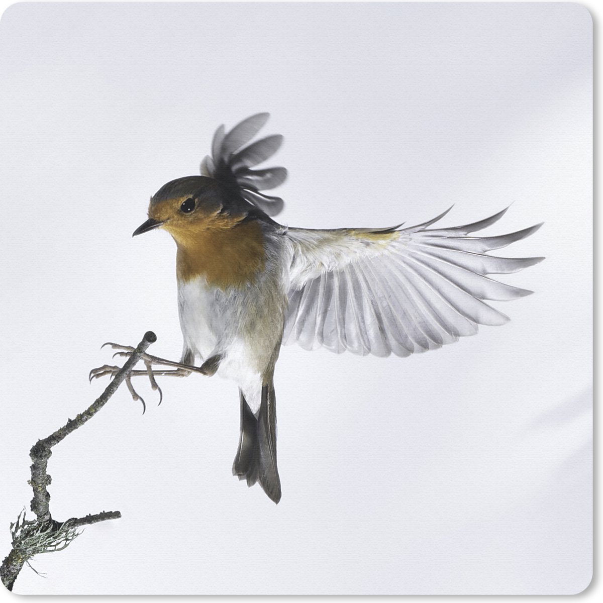 Muismat 30x30 cm - Mousepad Close-up vogel - Muismatten
