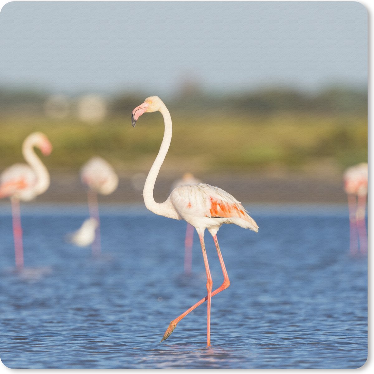 Muismat 20x20 cm - Mousepad Een groep flamingo's in het water - Muismatten