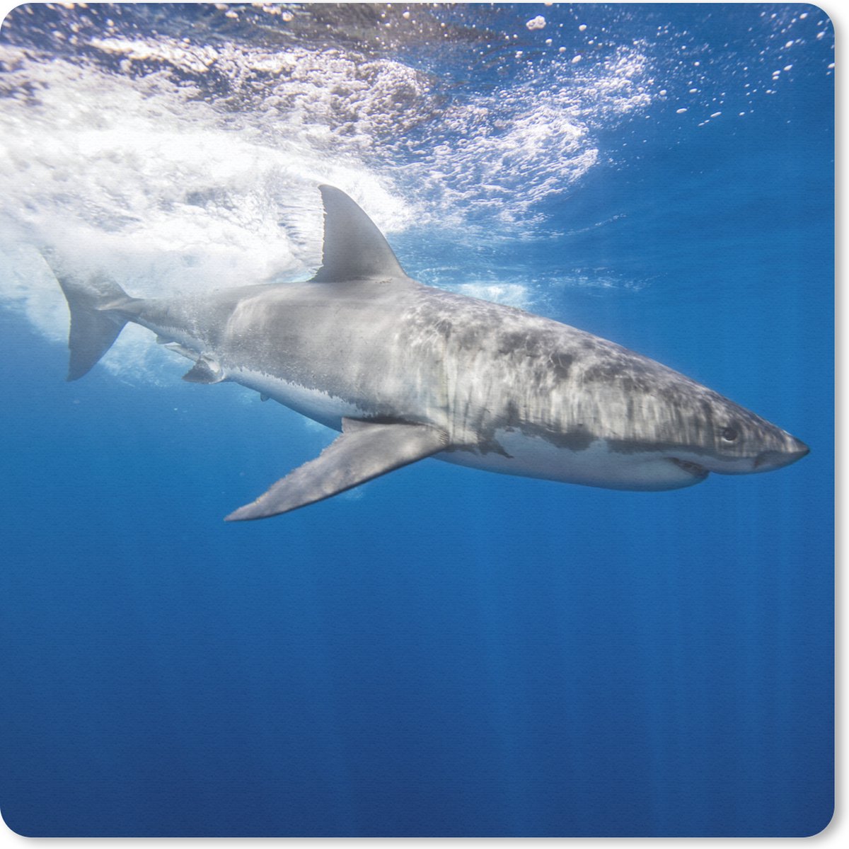 Muismat 30x30 cm - Mousepad Haai - Zee - Water - Muismatten