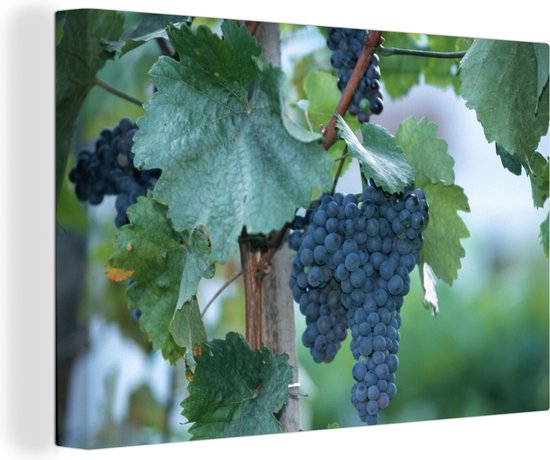 Peintures sur toile - Grappe de raisin sur une vigne - 150x100 cm ...
