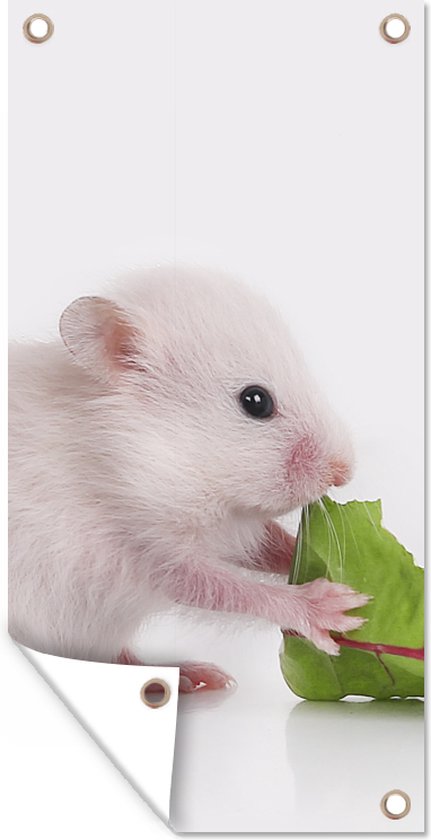 Tuinposter Etende baby hamster - 40x80 cm - Wanddecoratie Buiten - Tuinposter - Tuindoek - Schuttingposter - Tuinschilderij