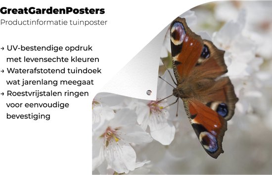 Poster Jardin Papillon paon sur fleur de cerisier - 200x200 cm - Toile jardin - Poster extérieur