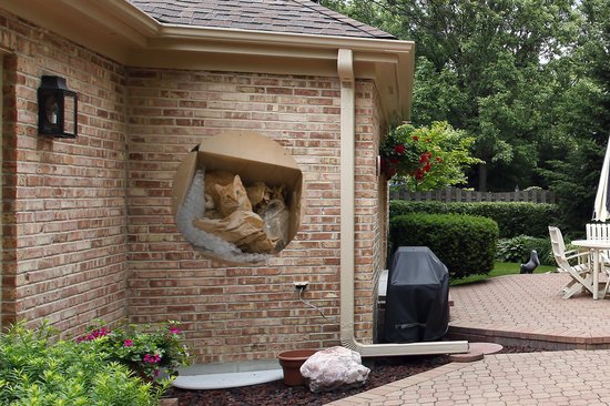 Garden Circle Cat - Boîte - Rouge - 90x90 cm - Affiche de Jardin Ronde - Extérieur