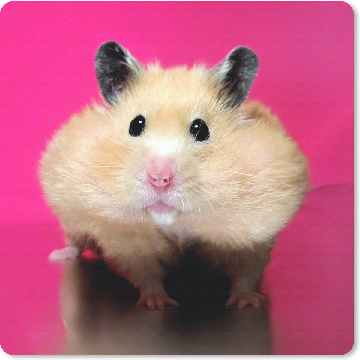 Muismat 30x30 cm - Mousepad Hamster met roze achtergrond - Muismatten
