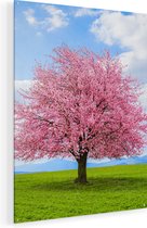 Artaza Glasschilderij - Roze Sakura Bloesem Boom In Het Groene Veld - 90x120 - Groot - Plexiglas Schilderij - Foto op Glas