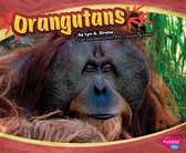 Asian Animals - Orangutans