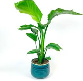 Paradijsvogelplant Strelitzia 'Nicolai' incl. sierpot turquoise  ↑ 80cm - Pot-Ø21