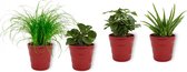 Set van 4 Kamerplanten - Aloe Vera & Peperomia Green Gold & Coffea Arabica & Cyperus Zumula - ± 25cm hoog - 12cm diameter - in rode pot