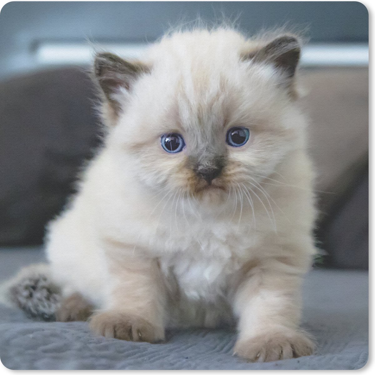 Muismat 20x20 cm - Mousepad Kitten - Kat - Dier - Muismatten