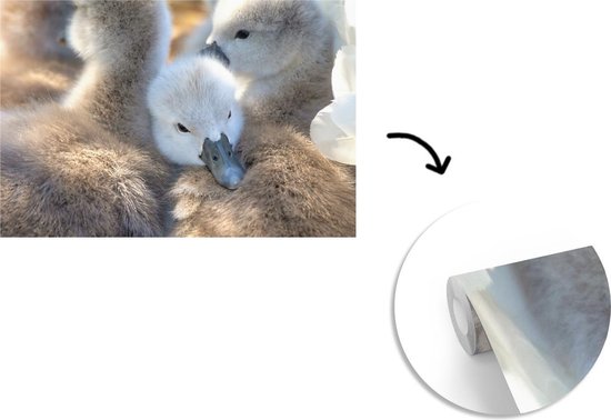 Papier peint Papier peint photo vinyle - Câlins bébés cygnes largeur 360 cm x hauteur 240 cm - Tirage photo sur papier peint (disponible en 7 tailles)