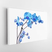 Orchideetak met blauwe bloemen geïsoleerd op een witte achtergrond - Modern Art Canvas - Horizontaal - 245277043 - 115*75 Horizontal