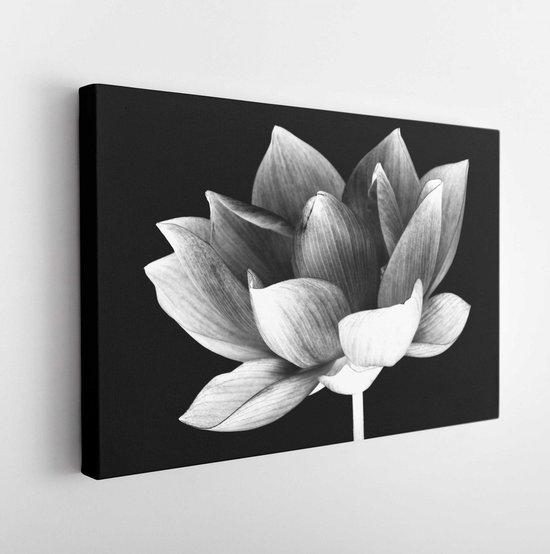 Fleur de lotus blanc et noir isol sur fond blanc Toile d Art