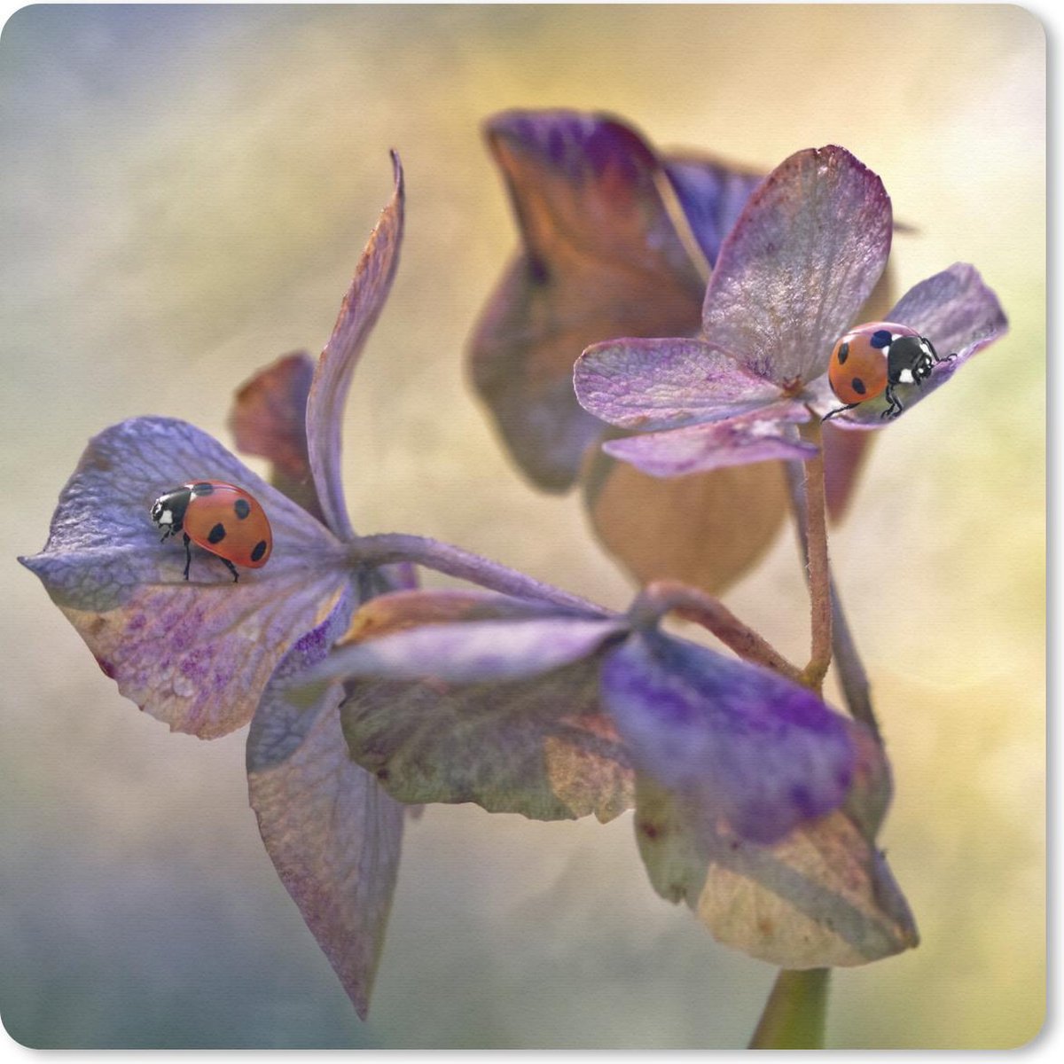 Muismat 30x30 cm - Mousepad Twee lieveheersbeestjes op bloemen - Muismatten