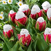 7x Dubbelbloemige Tulpen - Tulipa - 'Ice Cream' - wit-roze - 7 bollen