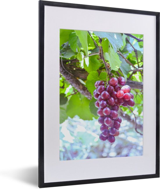 Fotolijst incl. Poster - Rode druiven in de wijngaard aan een tak - 30x40 cm - Posterlijst