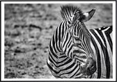 Poster van een zebra in zwart-wit - 20x30 cm