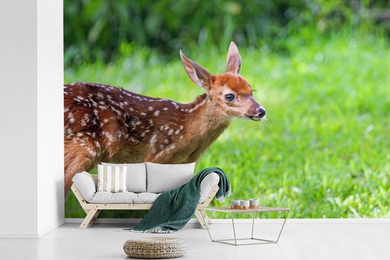 Papier peint photo peint photo vinyle - Jeune cerf court sur l'herbe largeur 390 cm x hauteur 260 cm - Tirage photo sur papier peint (disponible en 7 tailles)