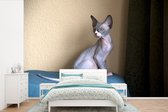Behang - Fotobehang Een zittende Sphynx kitten - Breedte 330 cm x hoogte 220 cm