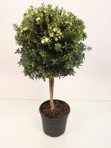 Boom van Botanicly – Myrtus communis – Hoogte: 55 cm