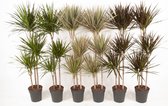 Kamerplanten van Botanicly – 6 × verschillende drakenbomen – Hoogte: 150 cm – Dracaena deremensis mix
