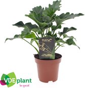 Kamerplant van Botanicly – Philodendron Atom – Hoogte: 25 cm